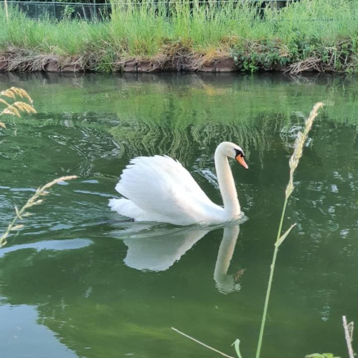 De Vliegende Vlinder Bed and Breakfast Nederweert Εξωτερικό φωτογραφία