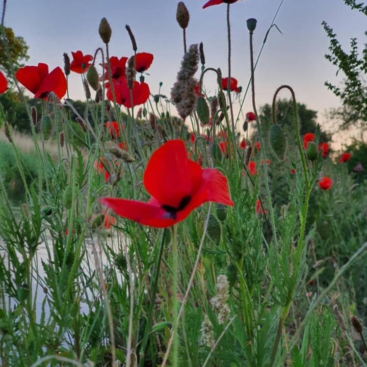 De Vliegende Vlinder Bed and Breakfast Nederweert Εξωτερικό φωτογραφία