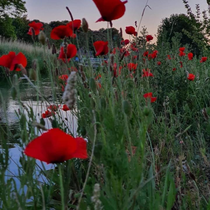De Vliegende Vlinder Bed and Breakfast Nederweert Εξωτερικό φωτογραφία